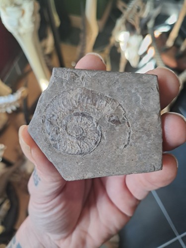 Ammonite 0709 - ammonite, #0709(4)