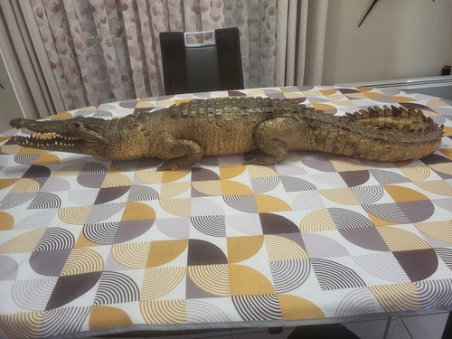 Taxidermie grand crocodile - crocodile, d'