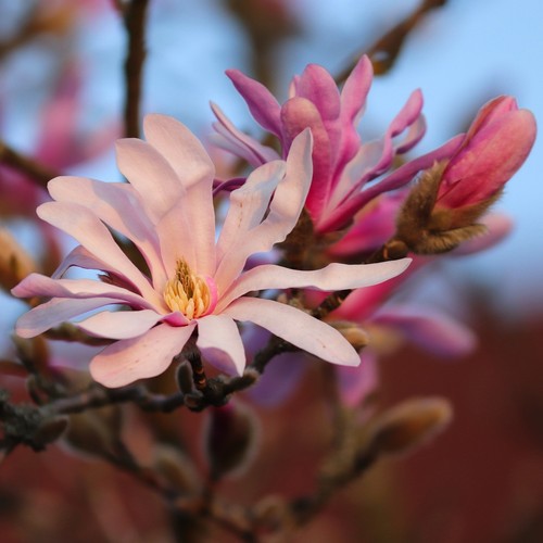 Magnolia leonard messel - magnolia,