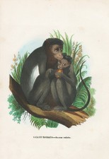 Macaca Radiata Hutaffe Inde