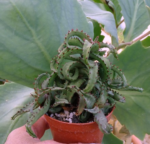 Aloe castilloniae cactus - aloe,