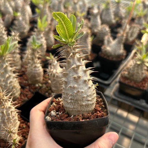 Raresucculent plant - raresucculent,