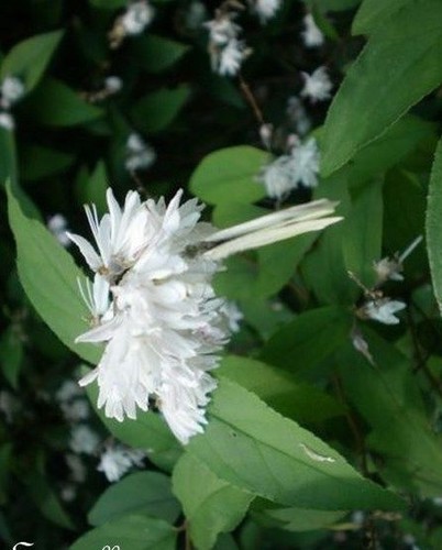 Deutzia scabra alba - ♫,