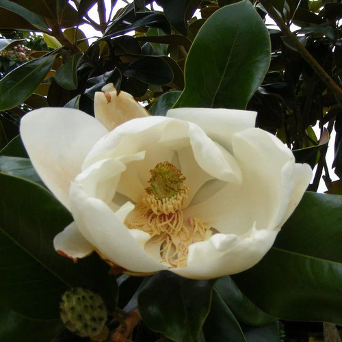 Magnolia grandiflora