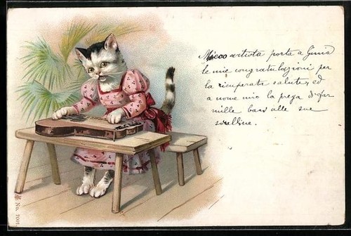 Chaton robe faisant la - robe,