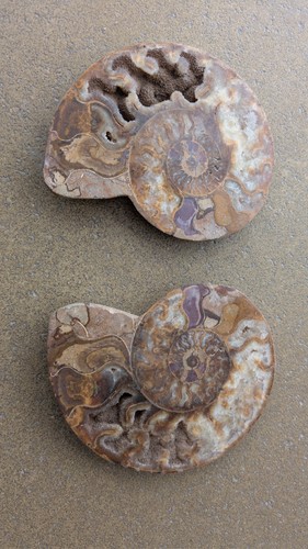 Fossile ammonite tranchée - fossile,