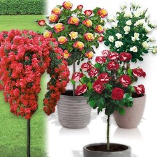 Rosier sur tige - 120 cm de hauteur - Convient en pot -  Terrasse, balcon...