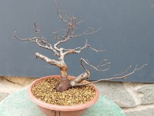 Bonsaï orme champêtre 37 x