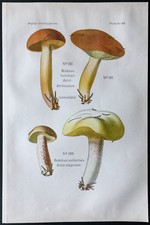 1891 - Planche couleur