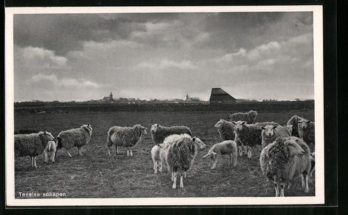 Texel moutons pâturage - au,