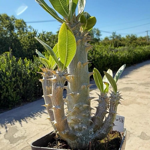 Pachypodium densiflorum rare - pachypodium,