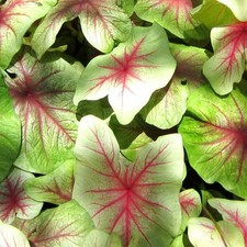 Caladium Tubercule coloré