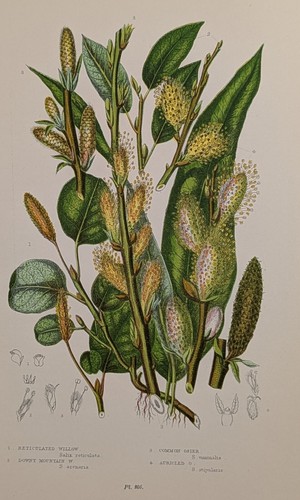 Anne pratt chromolithograph - pratt,