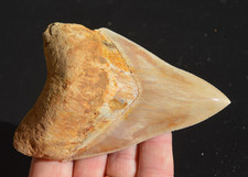 ? STUNNING 4.6+" MEGALODON SHARK TOOTH, BIGGEST UK STOCK, GR8 VALUE?? R15