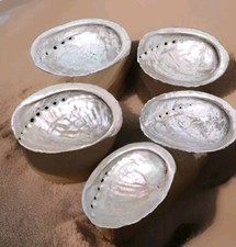 Coquilles D'ormeaux Nacre