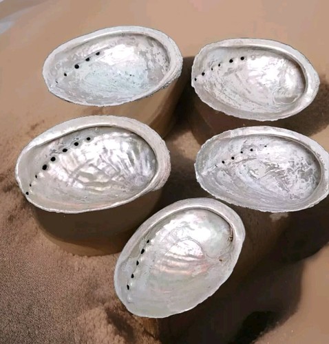 Coquilles ormeaux nacre - coquilles, d'ormeaux
