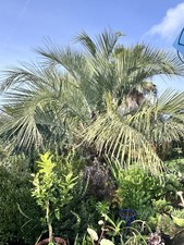 Butia eriospatha – 20 Fresh