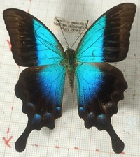 Papilio Pericles male - Wetar, TIMOR island, Indonésie -