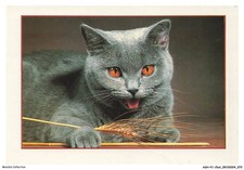 ASHP1-0037-CAT - A BLACK CAT WITH ORANGE EYES