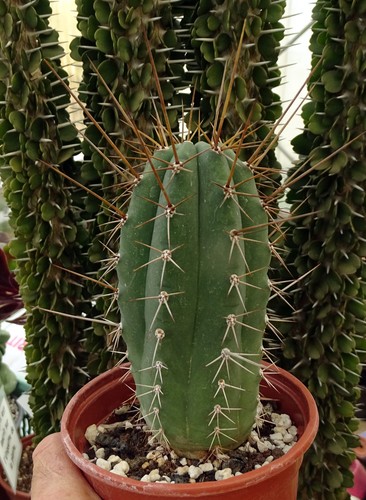 Trichana pachaniorum cactus - pachaniorum,