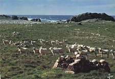 29 ILE D OUESSANT LES MOUTONS