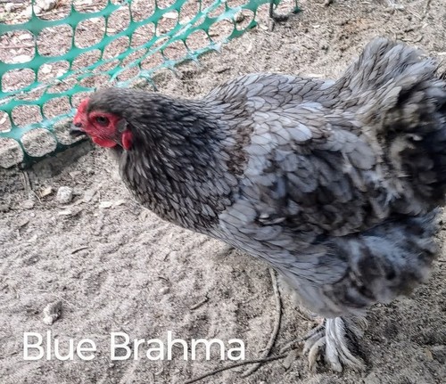 Breeder quality brahma - 5+1 ,