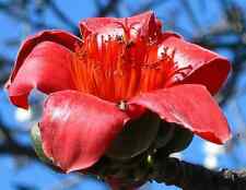 6 graines de FROMAGER(Bombax Ceiba)KAPOK ROUGE G618 SEEDS SAMEN SEMILLAS SEMI
