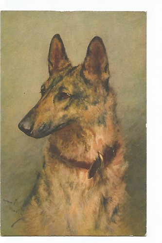 Illustration dogs - illustration,