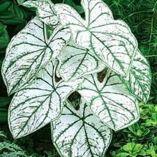 Caladium Tubercule coloré