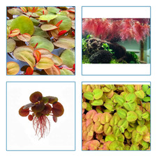 phyllanthus fluitans x 10