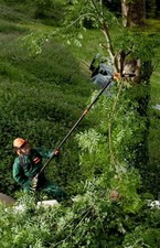 Elagueuse sur perche à