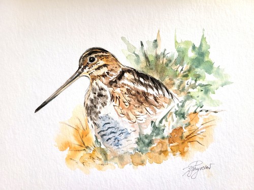 Bécassine aquarelle - bécassine-,