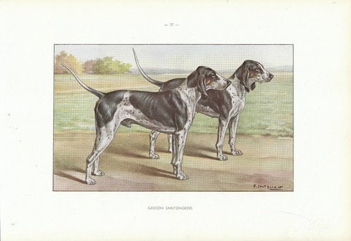 Document ancien gascon - ,