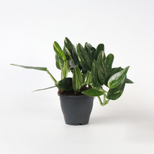 Plante verte - Philodendron Cobra - Hauteur 55-65cm - ⌀19cm