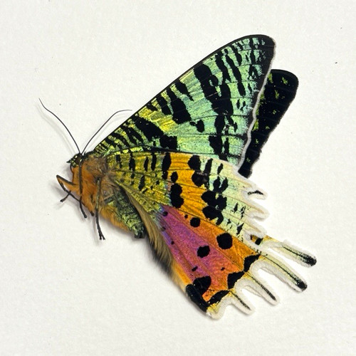 Real madagascar sunset moth - madagascar,