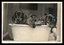 Photo, exposition canine