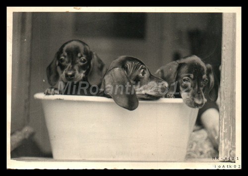 Photo exposition canine - exposition,