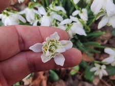 60 Bulbes ! Galanthus - Perce neige Double - Flore Pleno .