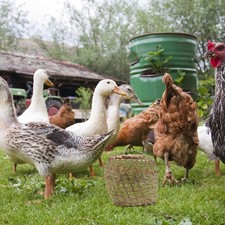  Cage À Volaille En Bambou Faite Main Poulailler Poule Petite Poussins De Poulet