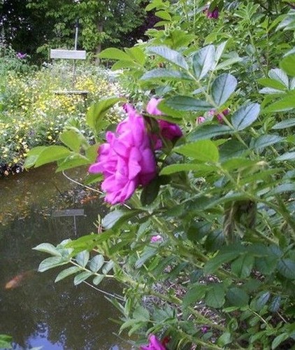 Rosier rugueux mélange - ♫, 'mélange'