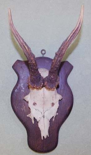 Ancien trophee chasse - de,