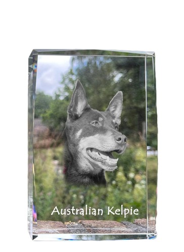 Australian kelpie chien - australian, kelpie,