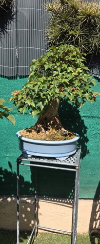 Bonsaï acer bourgenarium - acer,