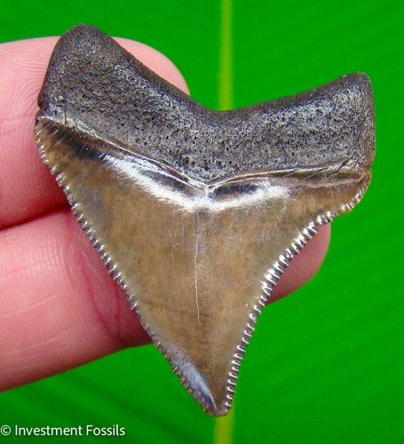 Chubutensis shark tooth real - chubutensis,