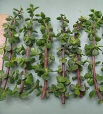 Elephant Bush Dwarf Jade PORTUCALARIA AFRA  plant Green/Red stem  11 cuttings