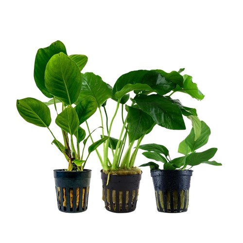 Anubias ensemble avec - anubias,