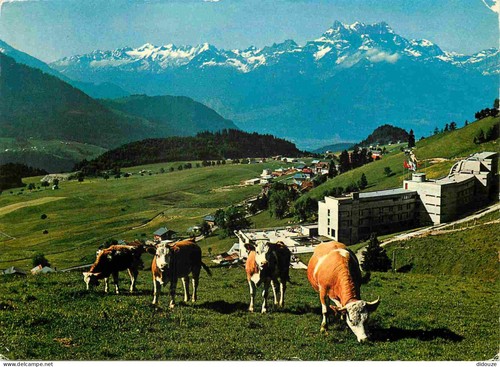 Carte postale animaux - carte,