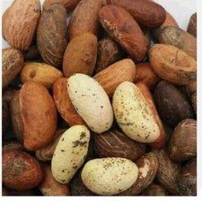 NOIX DE PETIT COLA / KOLA /