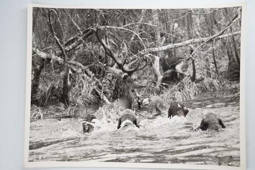 Photo argentique france chasse - photo,
