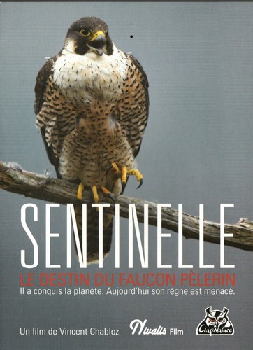 Sentinelle destin faucon - sentinelle, du